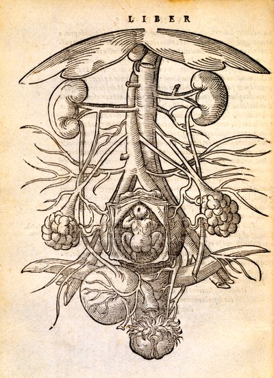 Sistema riproduttivo femminile incinta, 1554 da Jacob Rueff